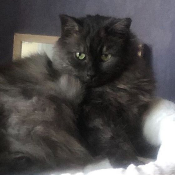 Joli chat noir se nommant Sibelle, adoptée par son humaine Katia et très peureuse