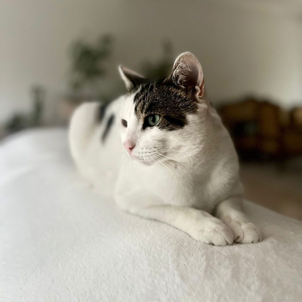 Fanfan, chat de Lisa couché, pour illustrer le témoignage suite à sa communication animale