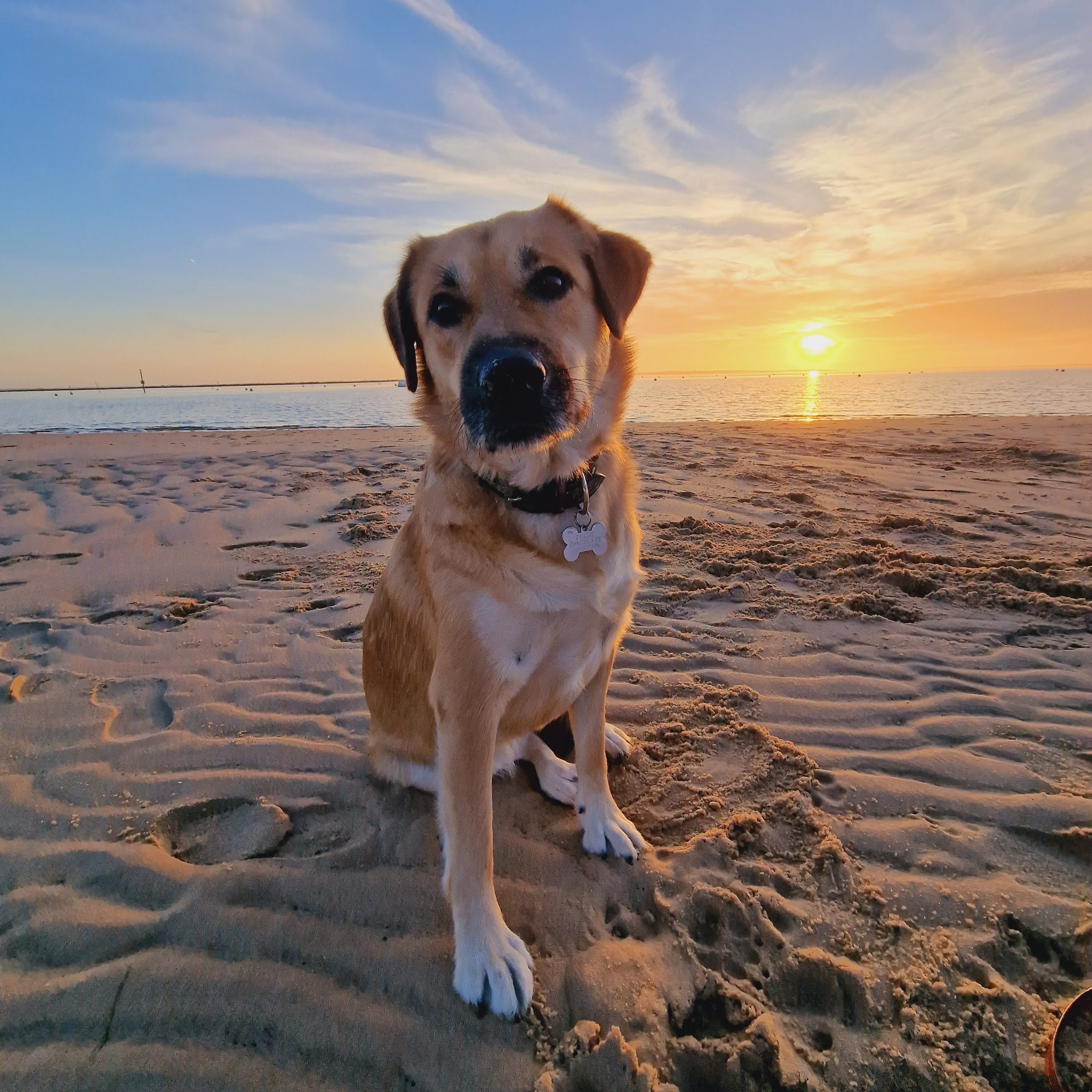 May, grand chien assis sur le sable à la plage, avec un coucher de soleil en arrière plan