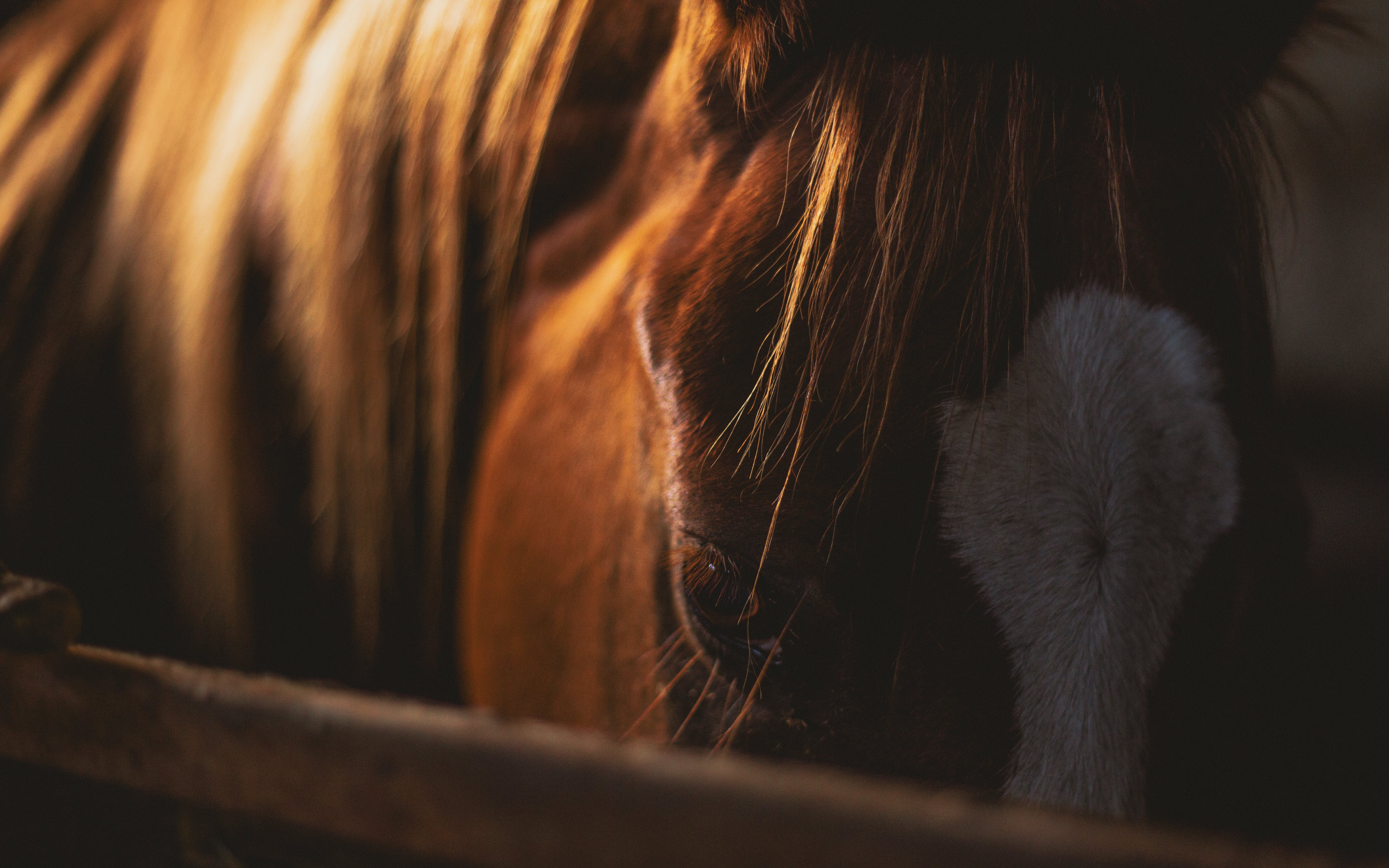 Cheval alezan avec la lumière du soleil qui semble apaisé et détendu grâce à un massage