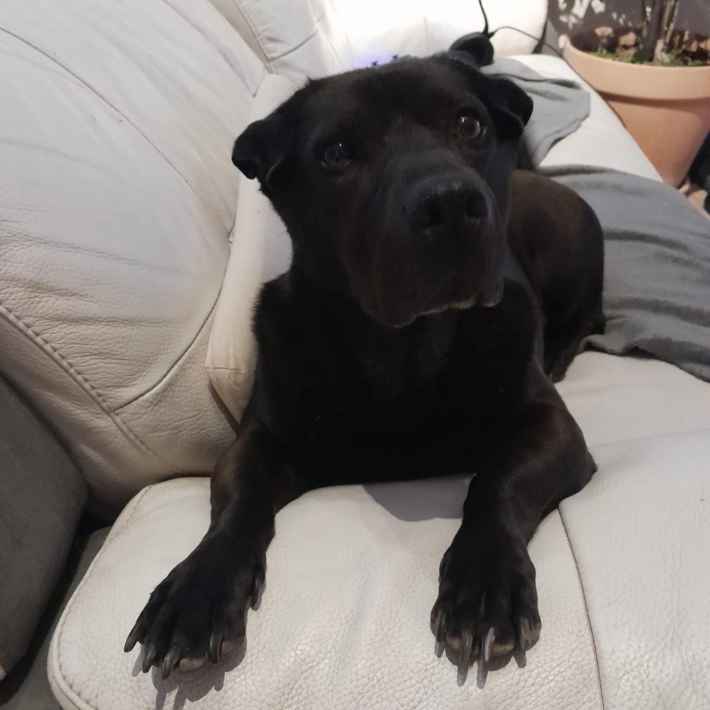 Maya, chien noir de Sylvie, couchée et apaisée suite à sa séance de communication animale