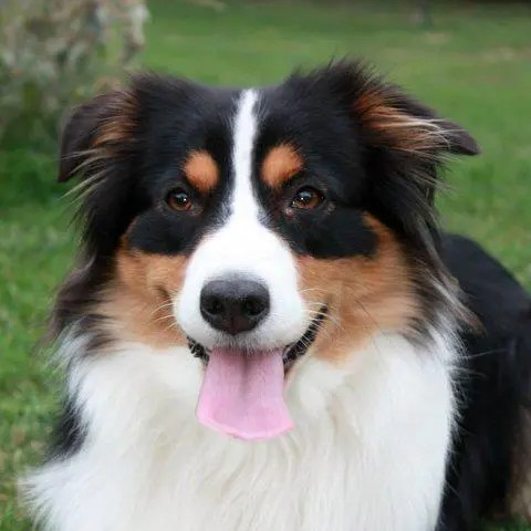 Chiara, chienne berger de Margaux, pour illustrer la communication animale faite avant son décès